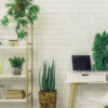 Best Office Plants