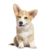 A winking Corgi
