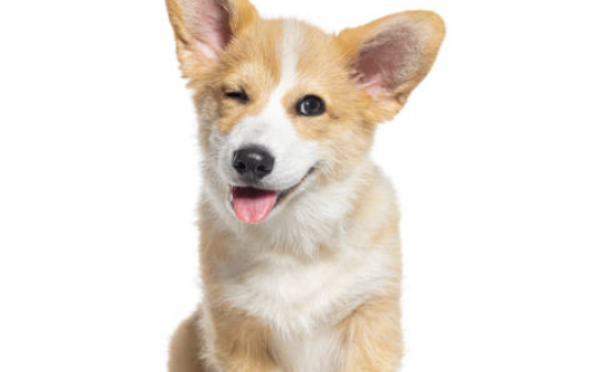A winking Corgi