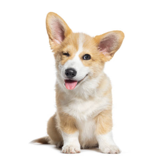 A winking Corgi